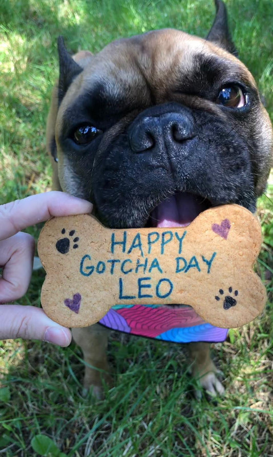 Why Your Dog Loves Certain Biscuit Flavors—Understanding the Canine Palate