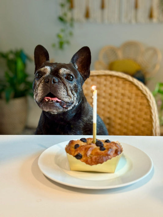 Healthy Blueberry Almond Dog Birthday Cake