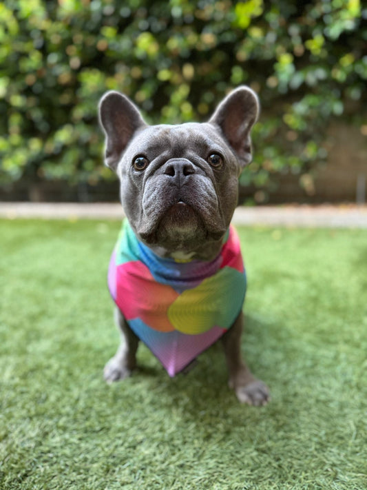 Why Summer Heat Can Be Dangerous for Dogs