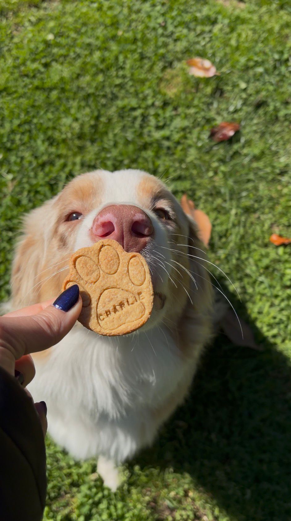 5 Ingredients We Never Use in Our Dog Treats